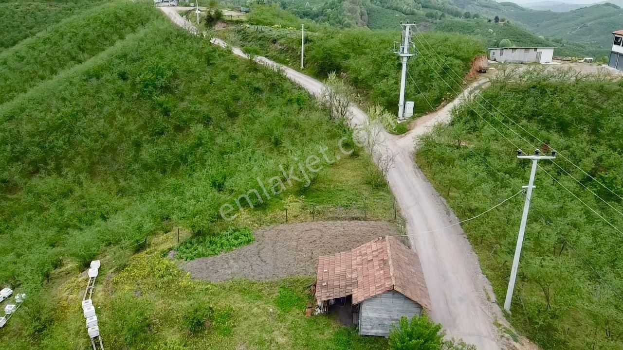 Sakarya Karasu Ortaköyde Yola Cepheli 4.113 M² Fındık Bahçesi - Görsel 9