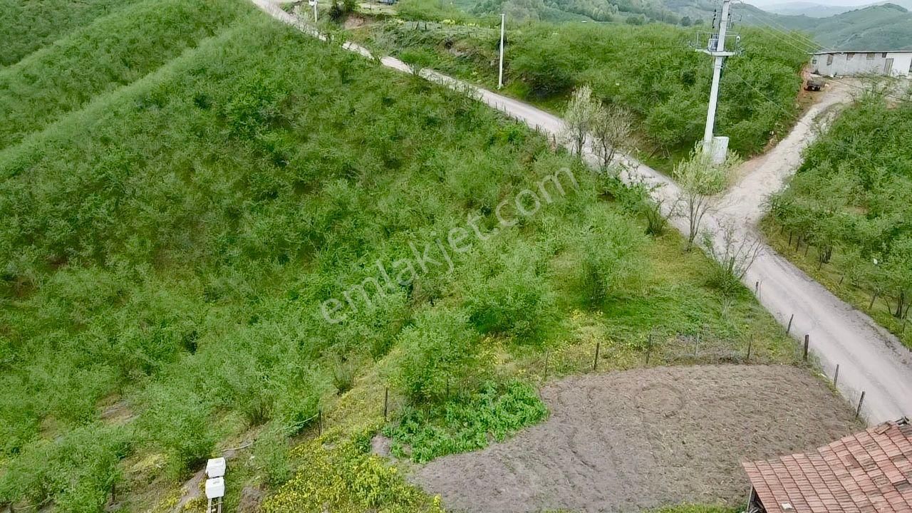 Sakarya Karasu Ortaköyde Yola Cepheli 4.113 M² Fındık Bahçesi - Görsel 11