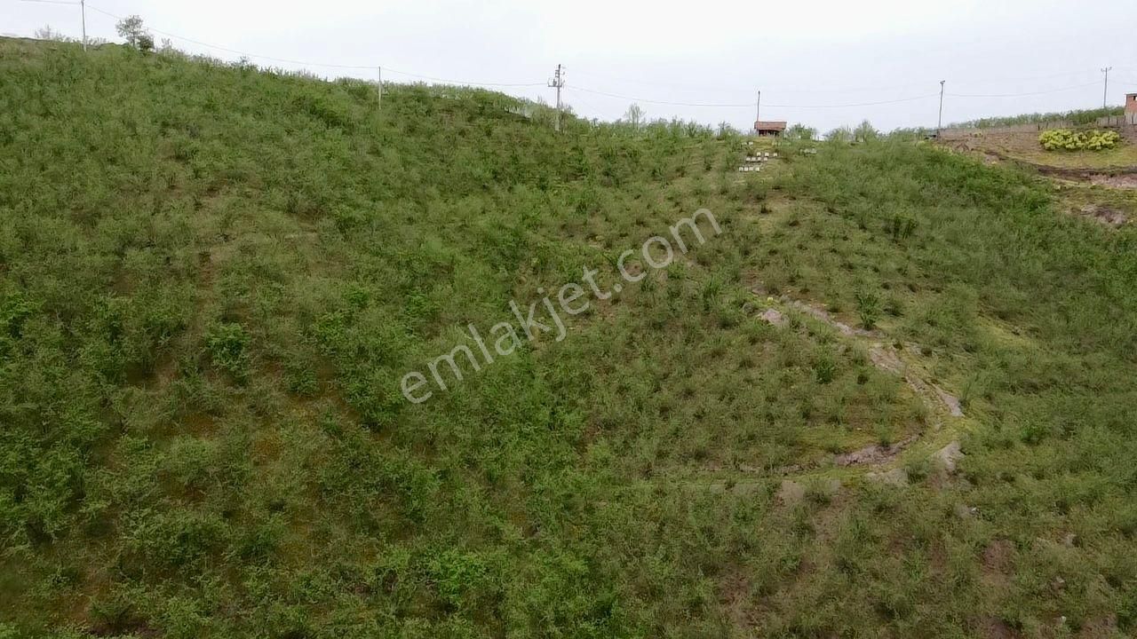 Sakarya Karasu Ortaköyde Yola Cepheli 4.113 M² Fındık Bahçesi - Görsel 17