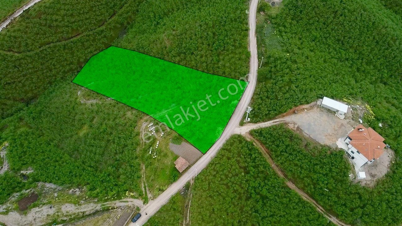 Sakarya Karasu Ortaköyde Yola Cepheli 4.113 M² Fındık Bahçesi - Görsel 8