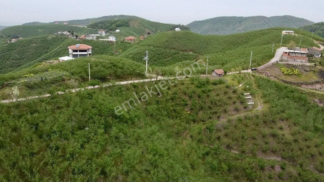 Sakarya Karasu Ortaköyde Yola Cepheli 4.113 M² Fındık Bahçesi - Görsel 20