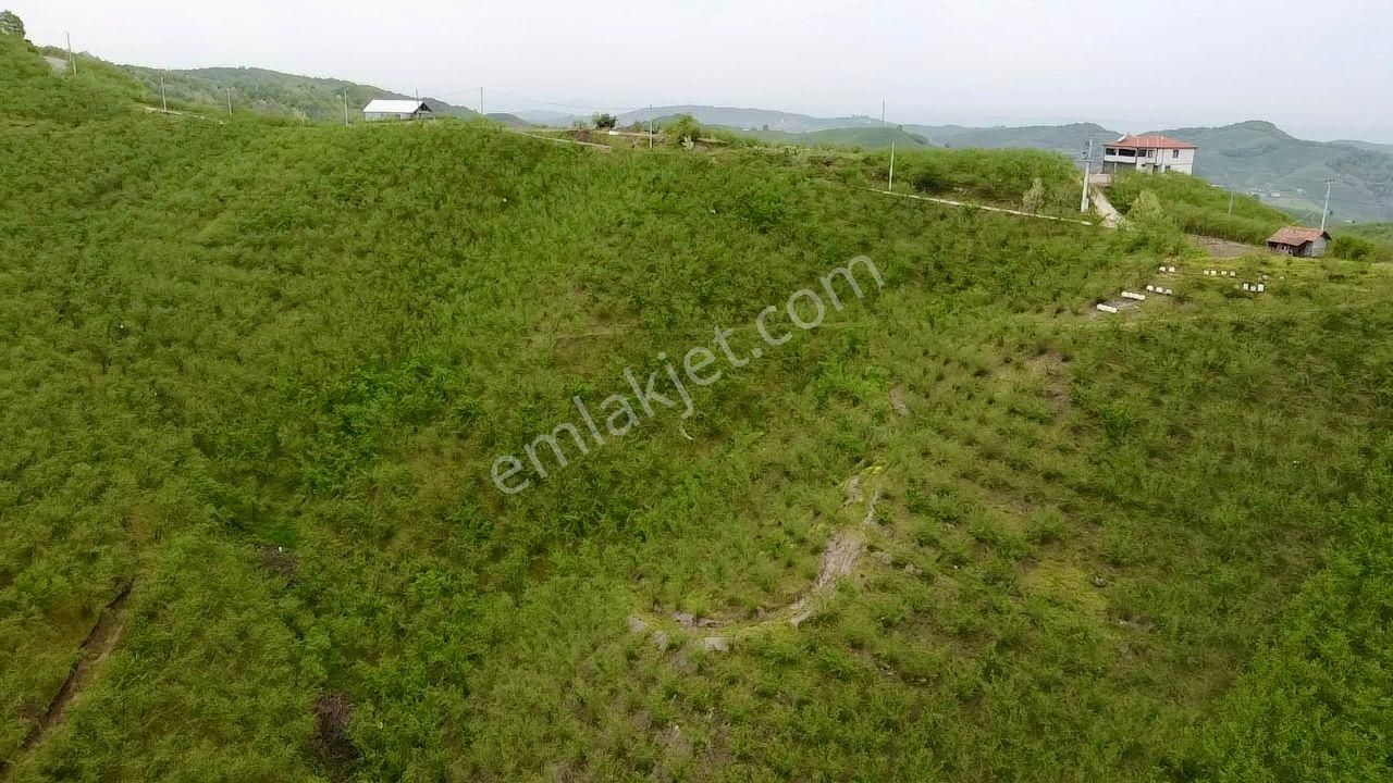 Sakarya Karasu Ortaköyde Yola Cepheli 4.113 M² Fındık Bahçesi - Görsel 16