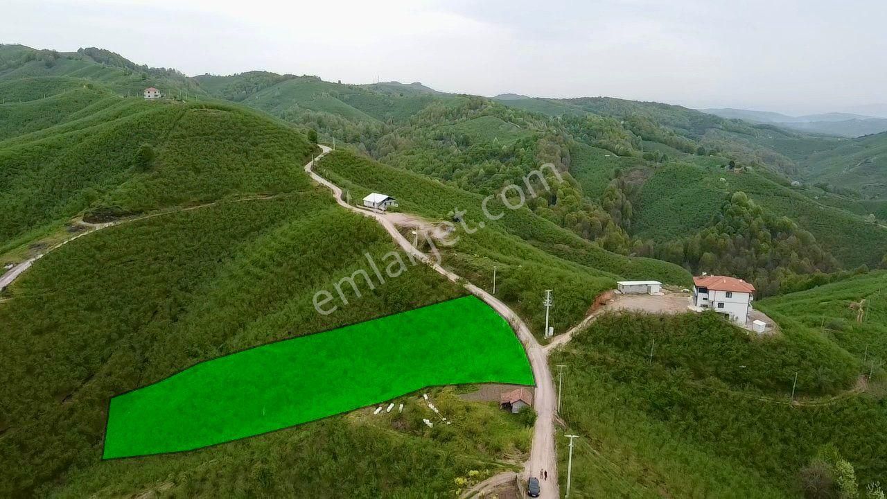 Sakarya Karasu Ortaköyde Yola Cepheli 4.113 M² Fındık Bahçesi - Görsel 7