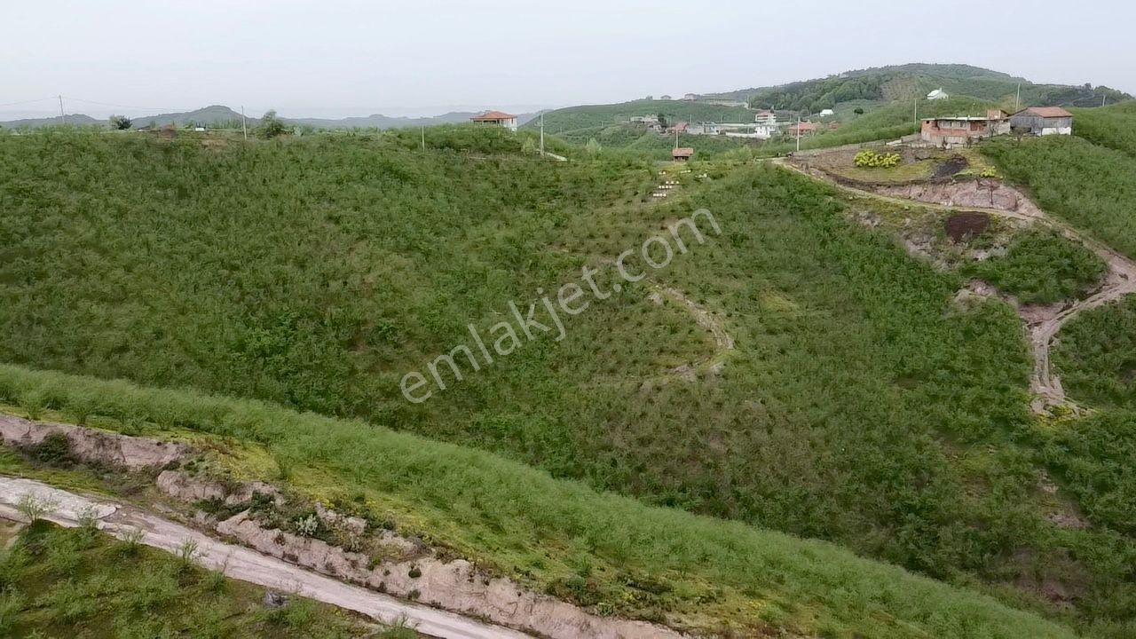 Sakarya Karasu Ortaköyde Yola Cepheli 4.113 M² Fındık Bahçesi - Görsel 15