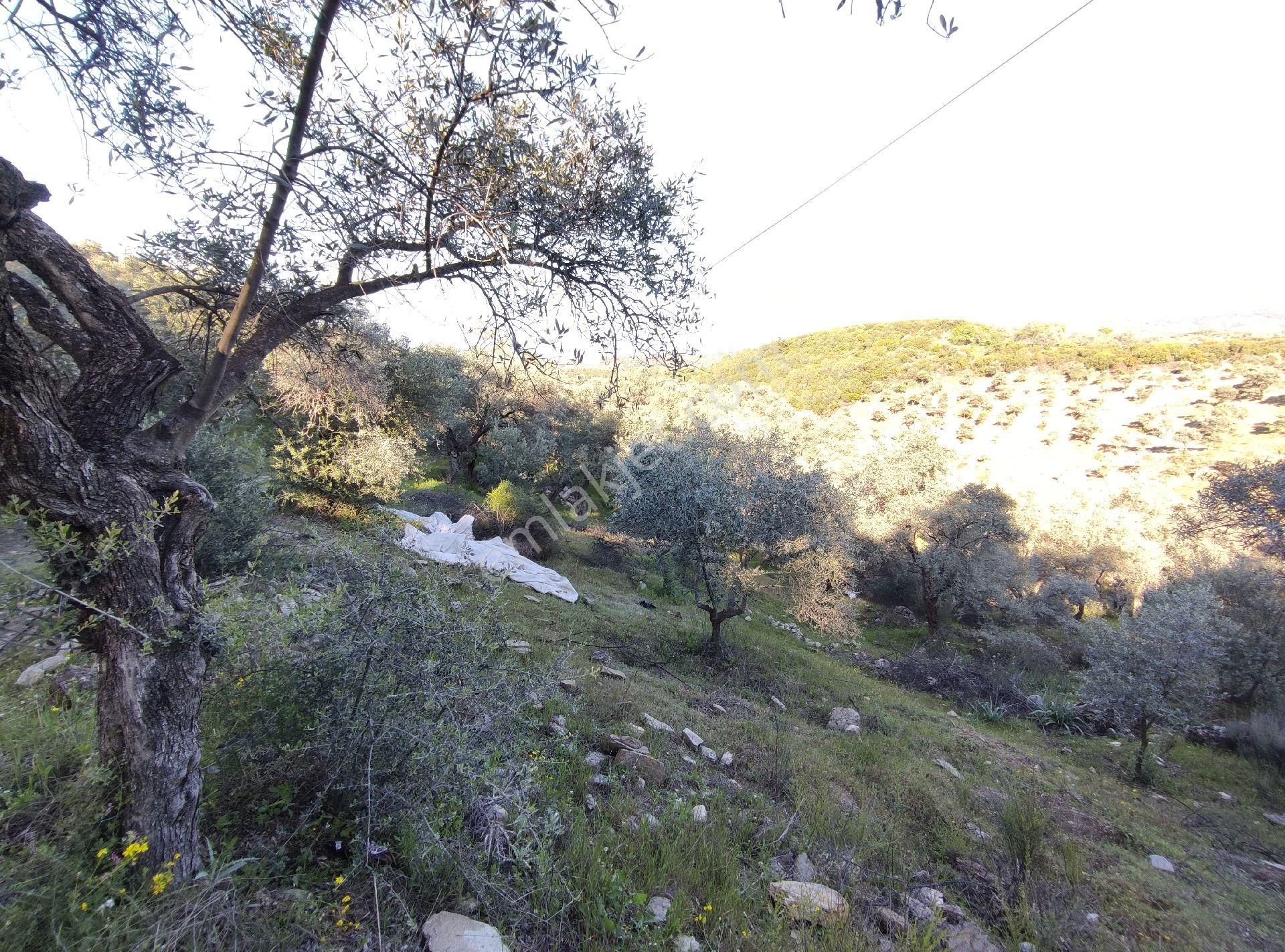Yenipazar’da Asfalt Kenarı, İç Yolu Olan 30 Dönüm Verimli Zeytinlik! 100 Ton Ürün Potansiyeli - Görsel 35