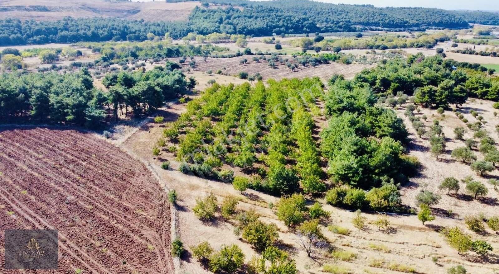 Çanakkale Merkez Köy Dümrek Çeviz Bahçesi Yatırıma Uygun - Görsel 2