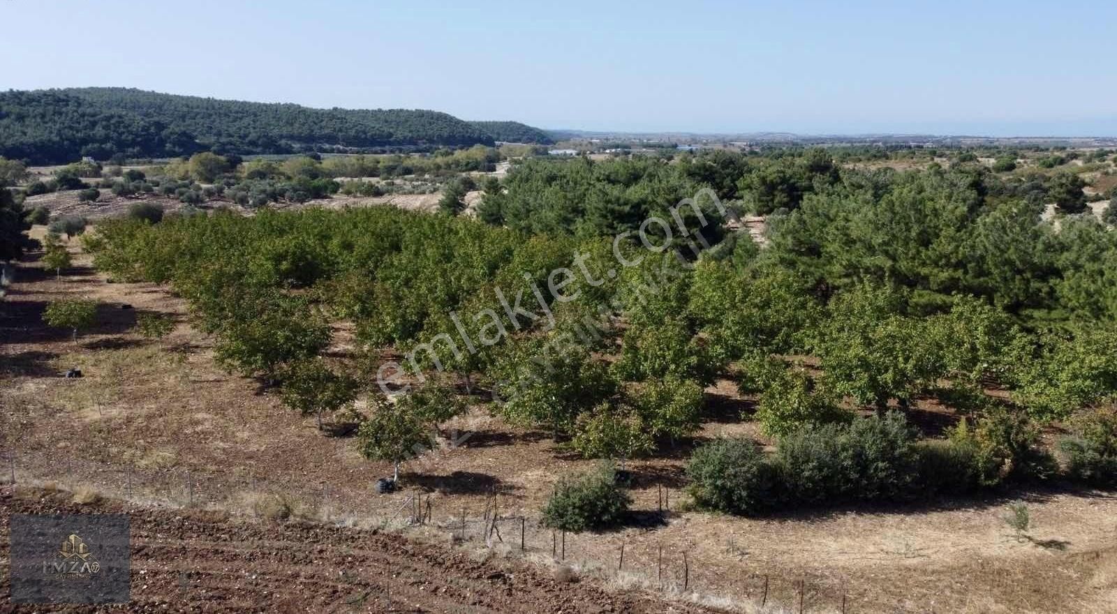 Çanakkale Merkez Köy Dümrek Çeviz Bahçesi Yatırıma Uygun - Görsel 8