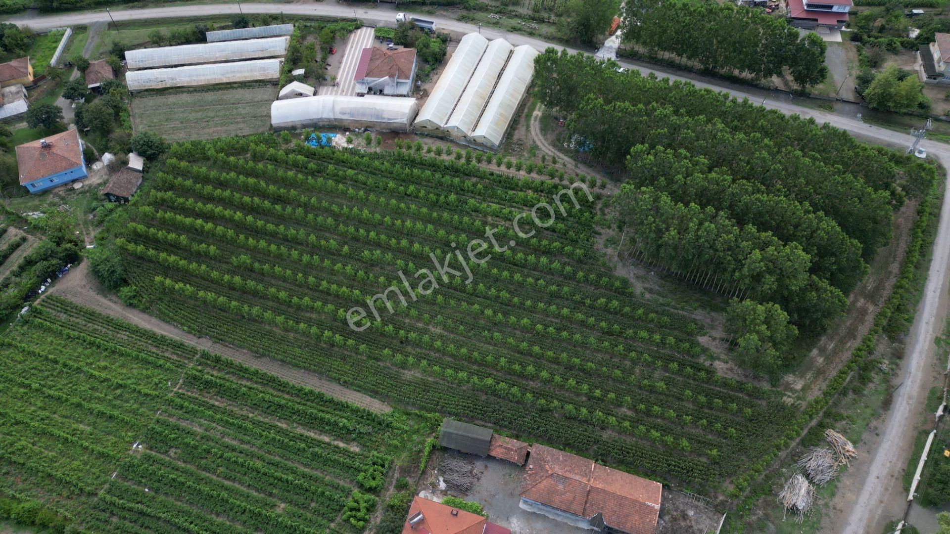 Satılık 14.359 M² Samsun / Çarşamba Yatırımlık & Tarla - Görsel 13