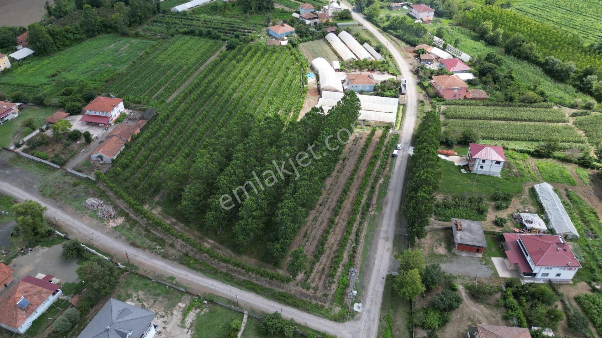 Satılık 14.359 M² Samsun / Çarşamba Yatırımlık & Tarla - Görsel 2