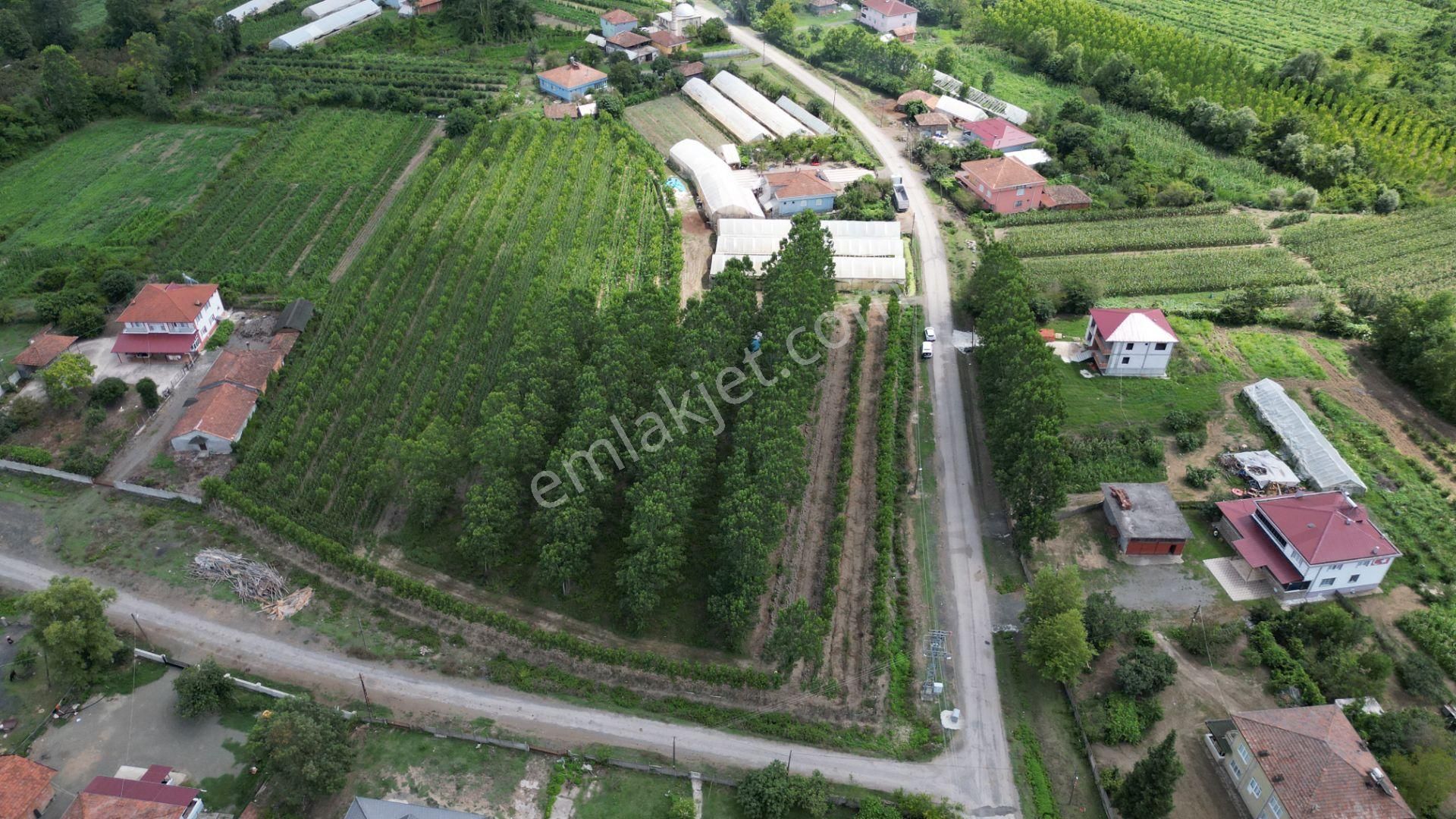 Satılık 14.359 M² Samsun / Çarşamba Yatırımlık & Tarla - Görsel 5