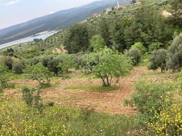 Karacasu Dereköy Yakını Baraj Manzaralı Zeytin Ve İncir Bahçesi - Görsel 5