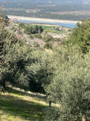 Karacasu Dereköy Yakını Baraj Manzaralı Zeytin Ve İncir Bahçesi - Görsel 19