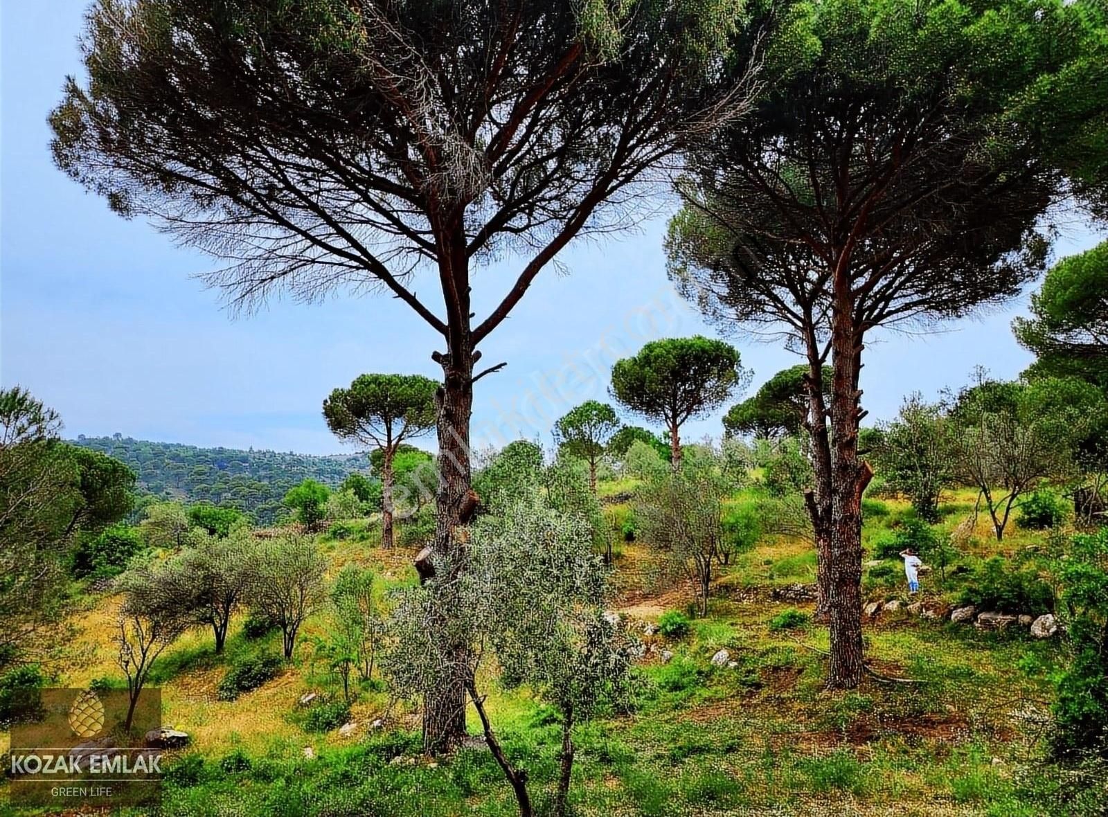 Kozak Emlak Ayvalık Bagyüzü Bağ Bahçe Satılık - Görsel 2