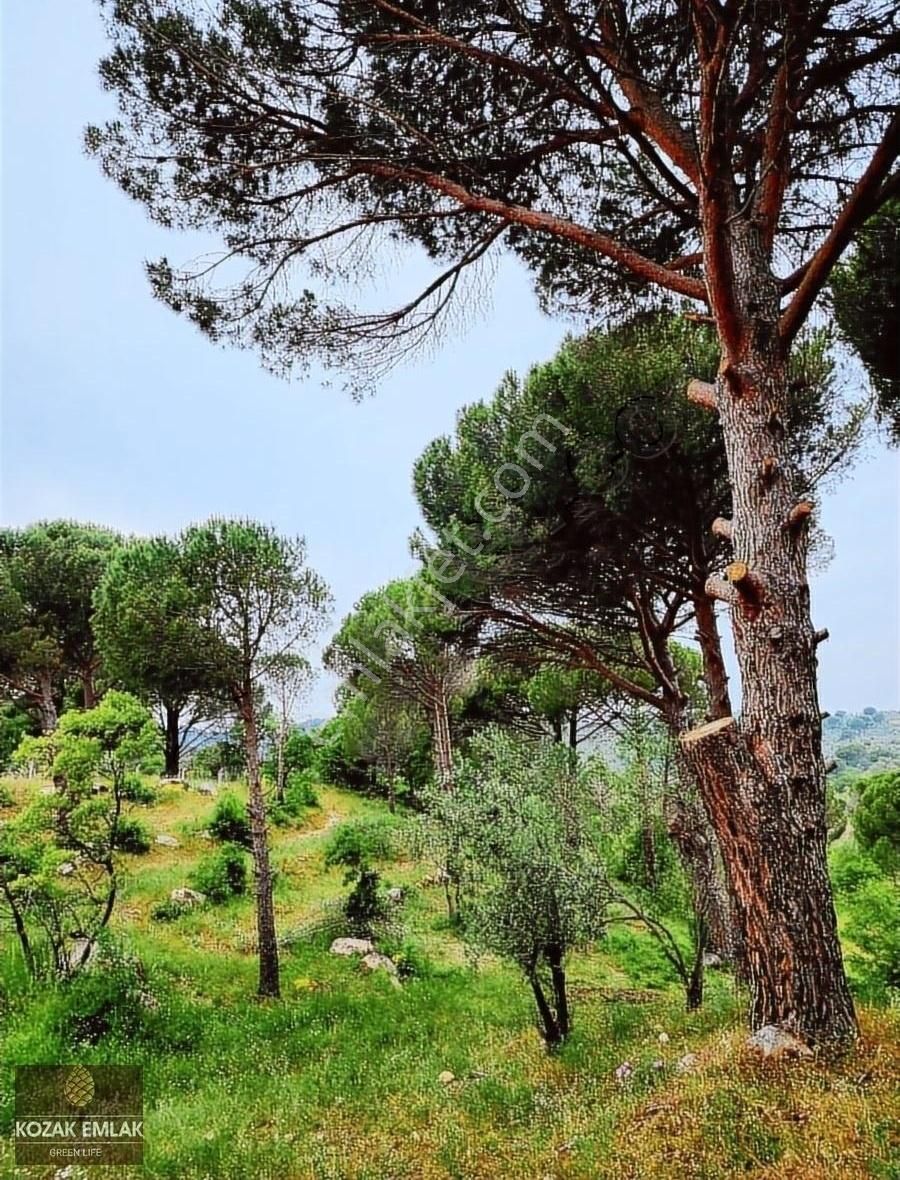 Kozak Emlak Ayvalık Bagyüzü Bağ Bahçe Satılık - Görsel 3