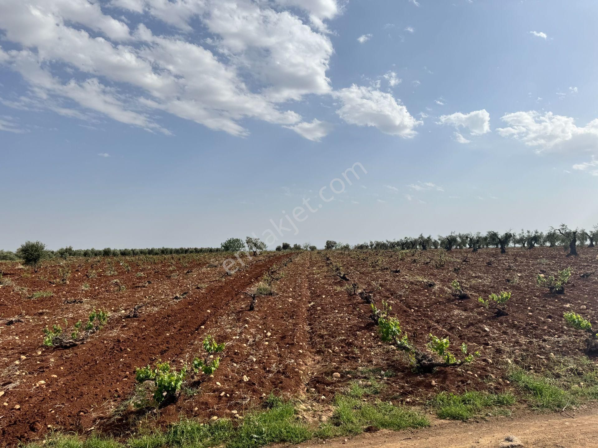 Babil Emlaktan Satlık Oylumda Yol Üzeri Bağ Yeri 5123 Metre - Görsel 18
