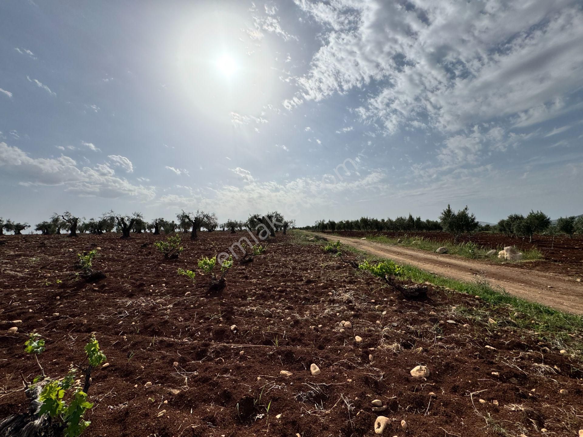 Babil Emlaktan Satlık Oylumda Yol Üzeri Bağ Yeri 5123 Metre - Görsel 2
