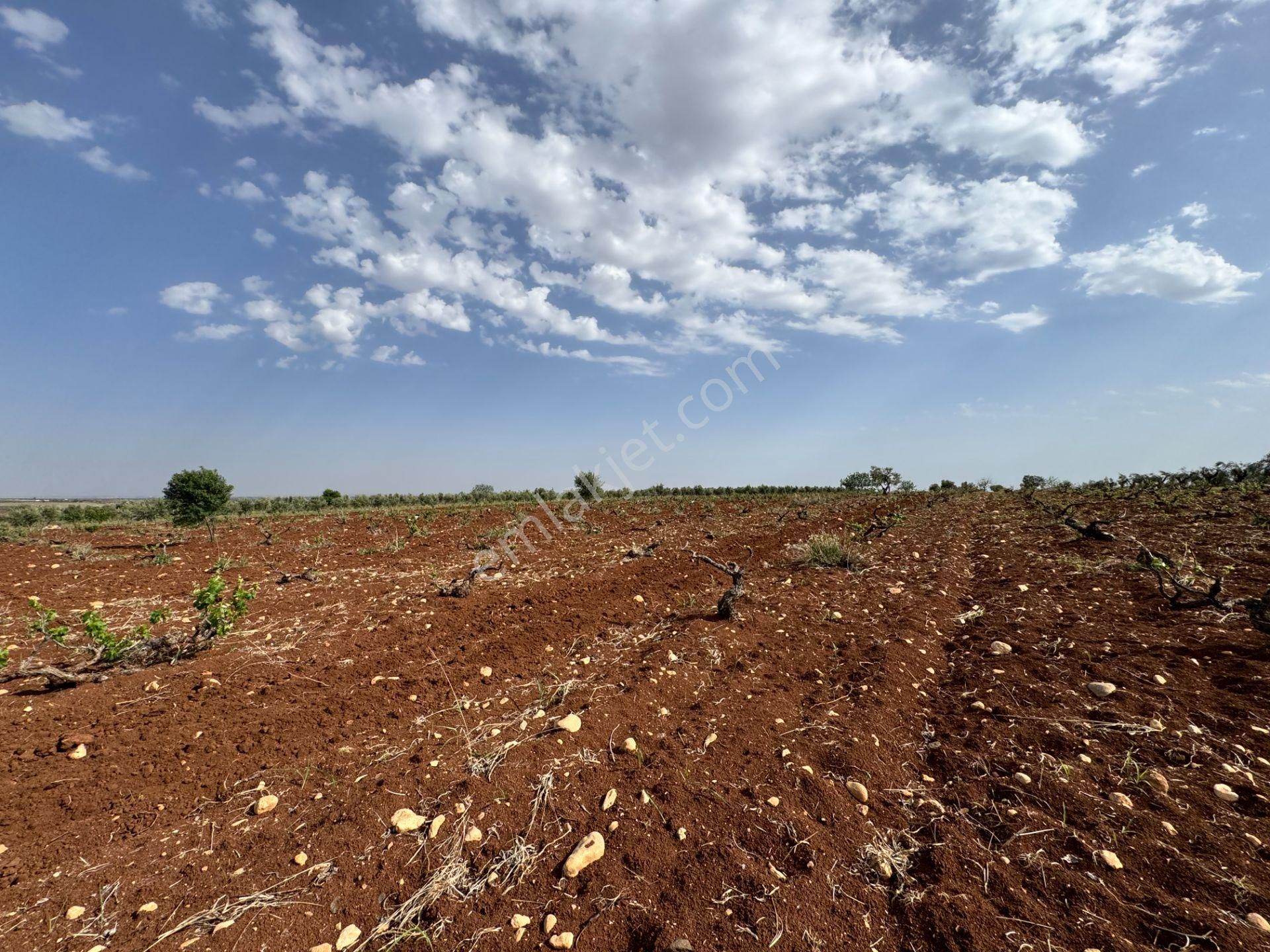 Babil Emlaktan Satlık Oylumda Yol Üzeri Bağ Yeri 5123 Metre - Görsel 17