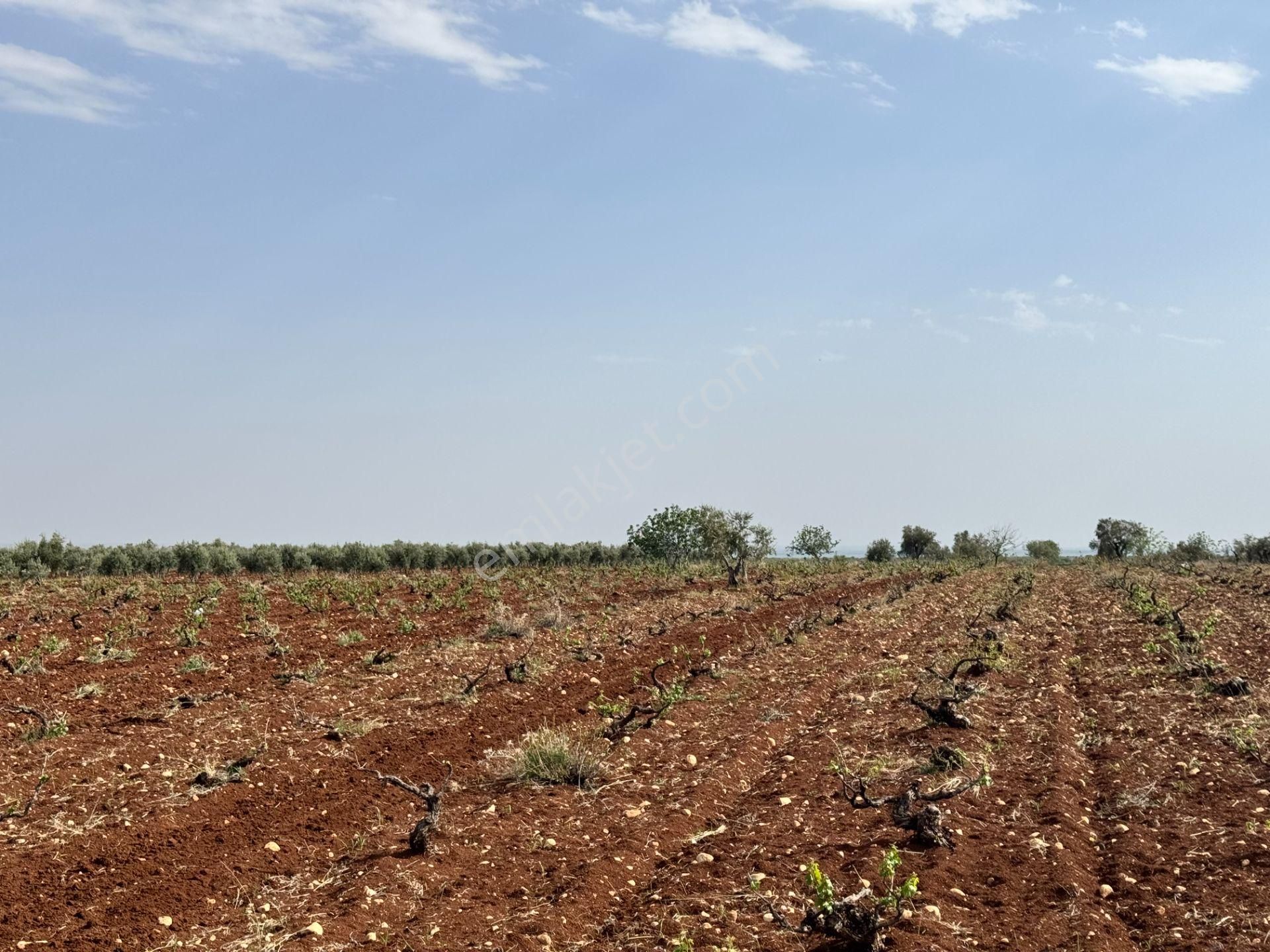 Babil Emlaktan Satlık Oylumda Yol Üzeri Bağ Yeri 5123 Metre - Görsel 15