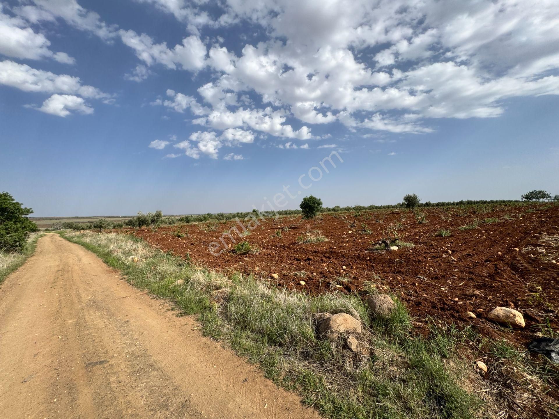 Babil Emlaktan Satlık Oylumda Yol Üzeri Bağ Yeri 5123 Metre - Görsel 9