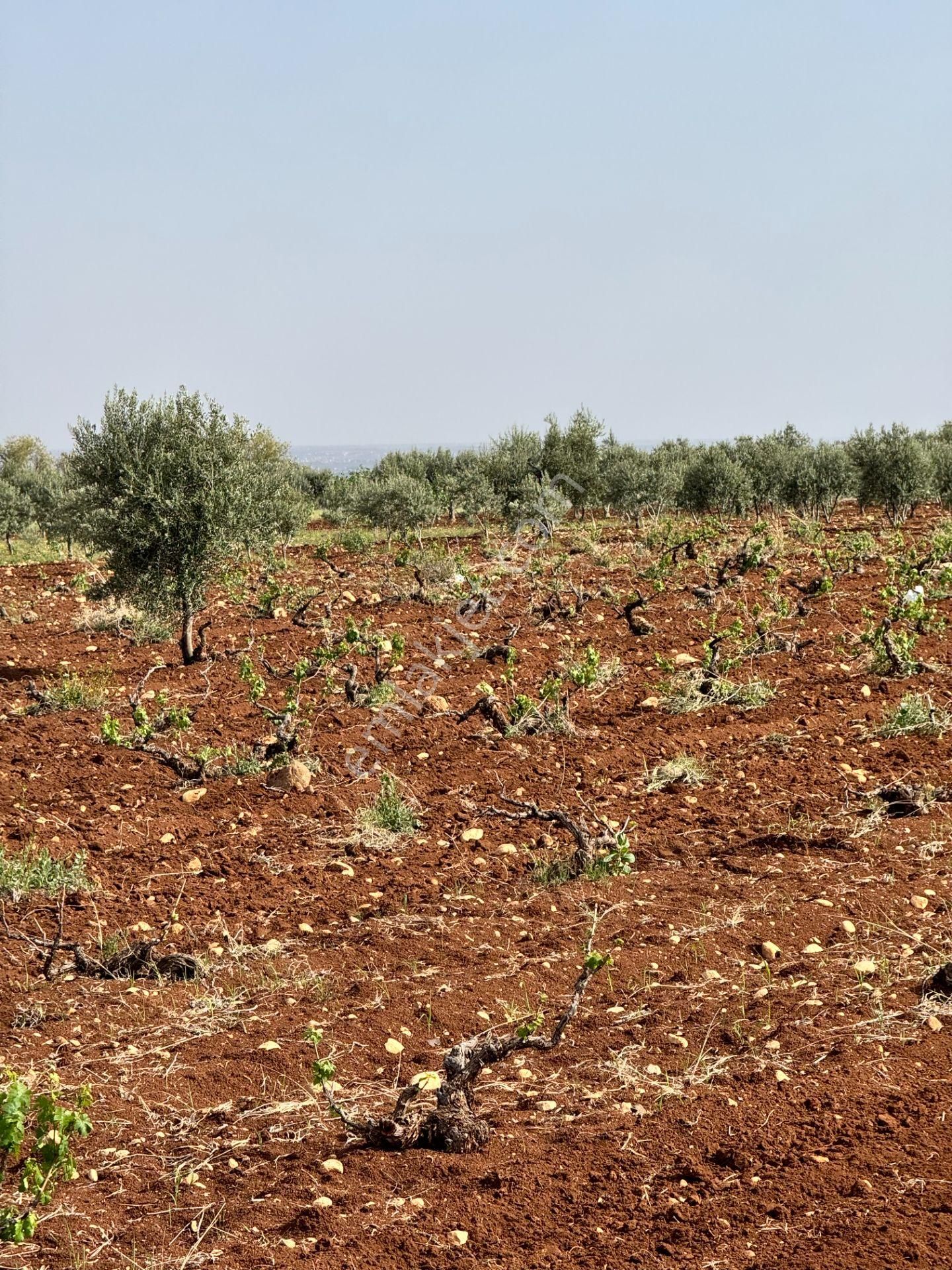 Babil Emlaktan Satlık Oylumda Yol Üzeri Bağ Yeri 5123 Metre - Görsel 6