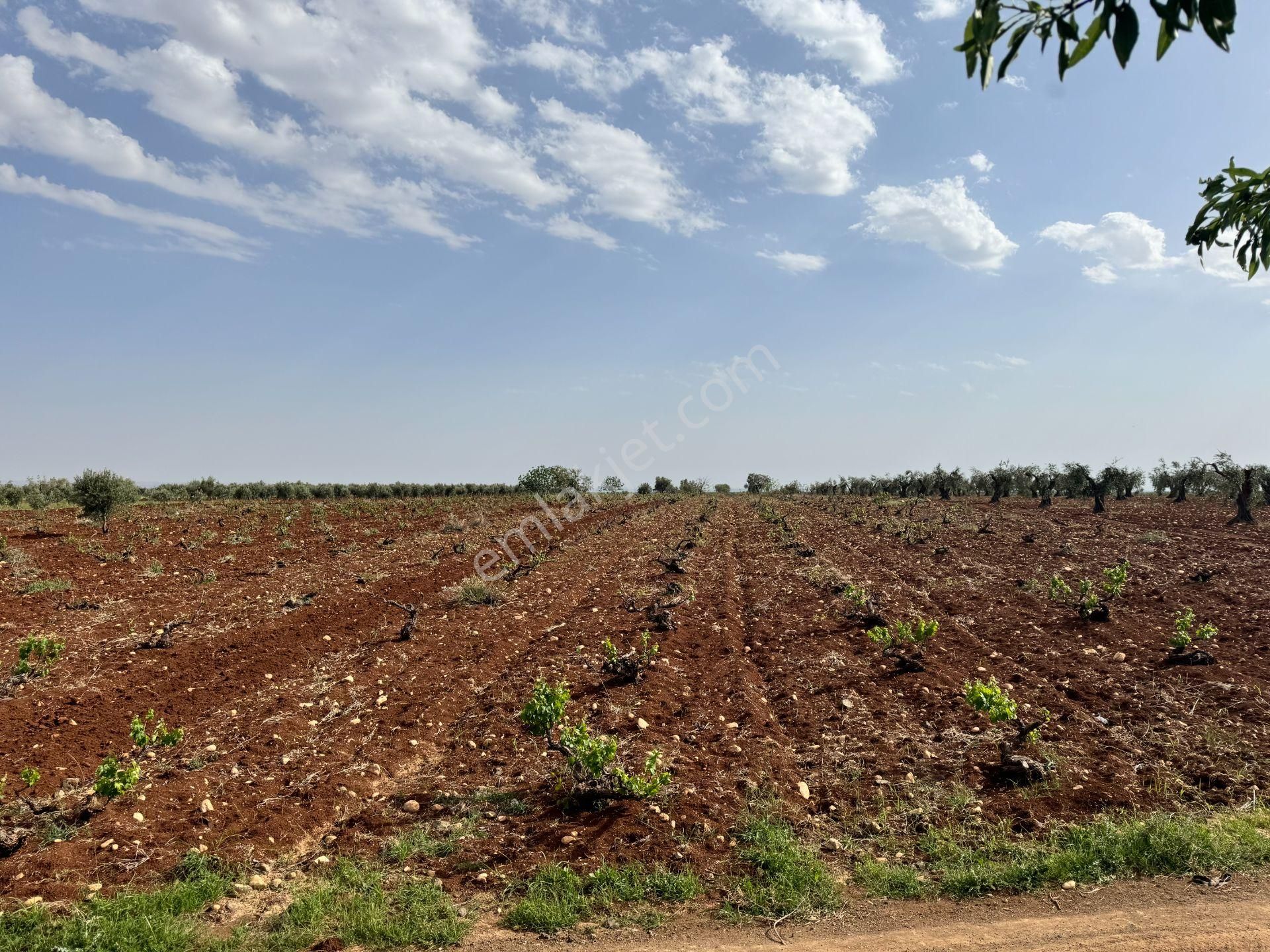 Babil Emlaktan Satlık Oylumda Yol Üzeri Bağ Yeri 5123 Metre - Görsel 14