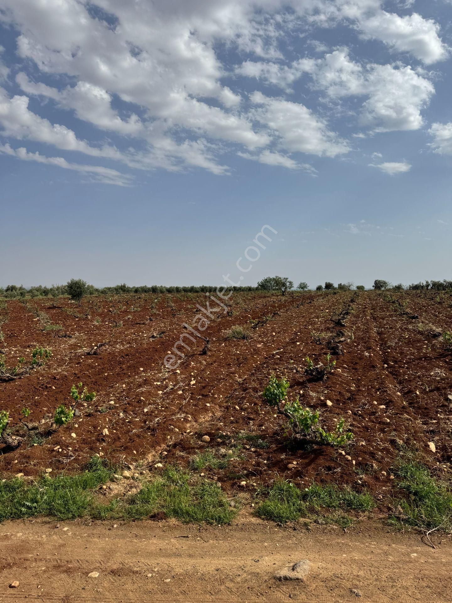 Babil Emlaktan Satlık Oylumda Yol Üzeri Bağ Yeri 5123 Metre - Görsel 16