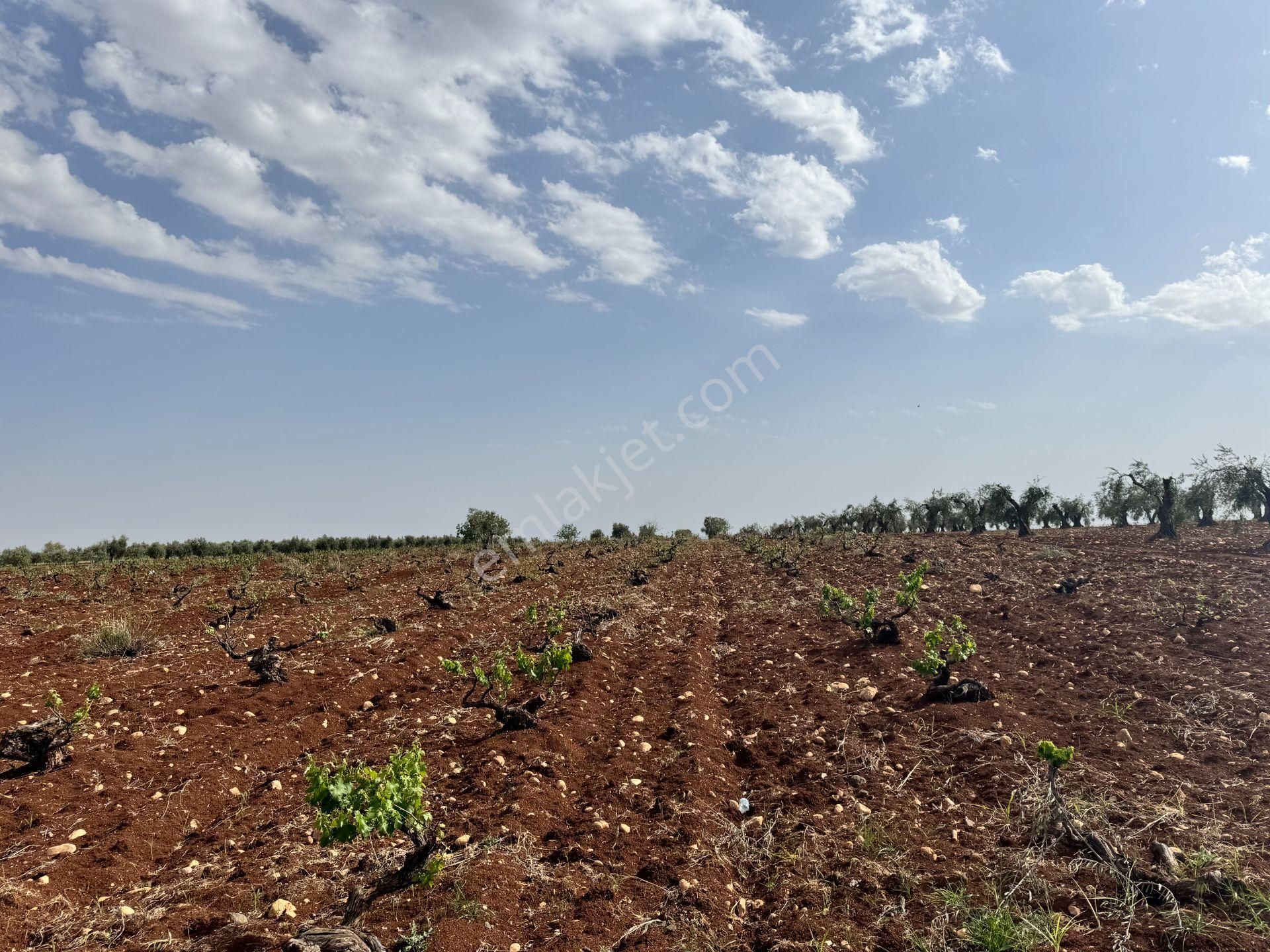 Babil Emlaktan Satlık Oylumda Yol Üzeri Bağ Yeri 5123 Metre - Görsel 13