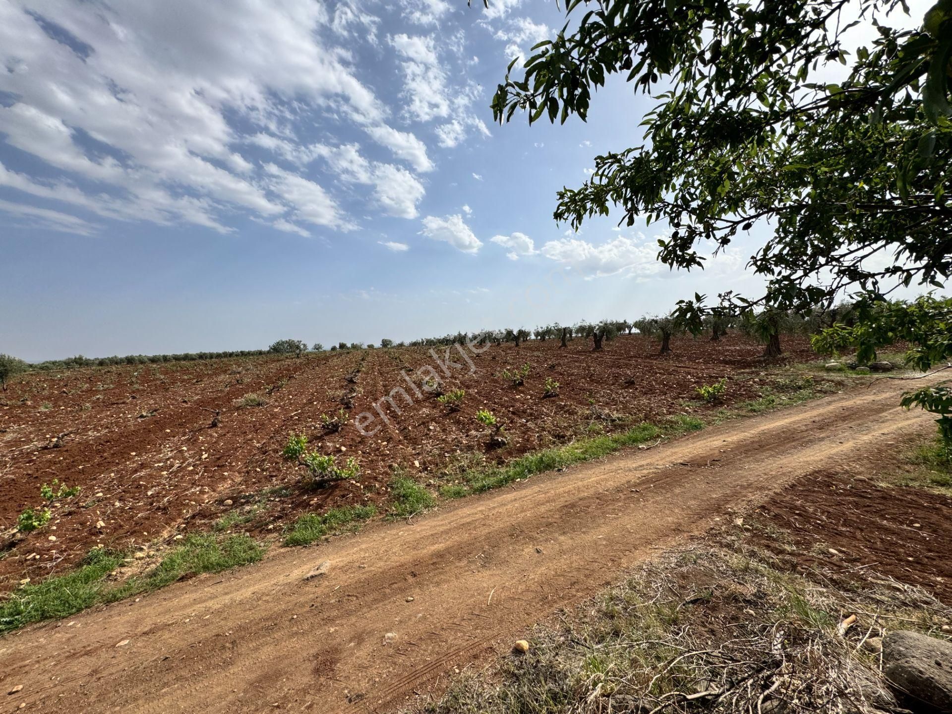 Babil Emlaktan Satlık Oylumda Yol Üzeri Bağ Yeri 5123 Metre - Görsel 7