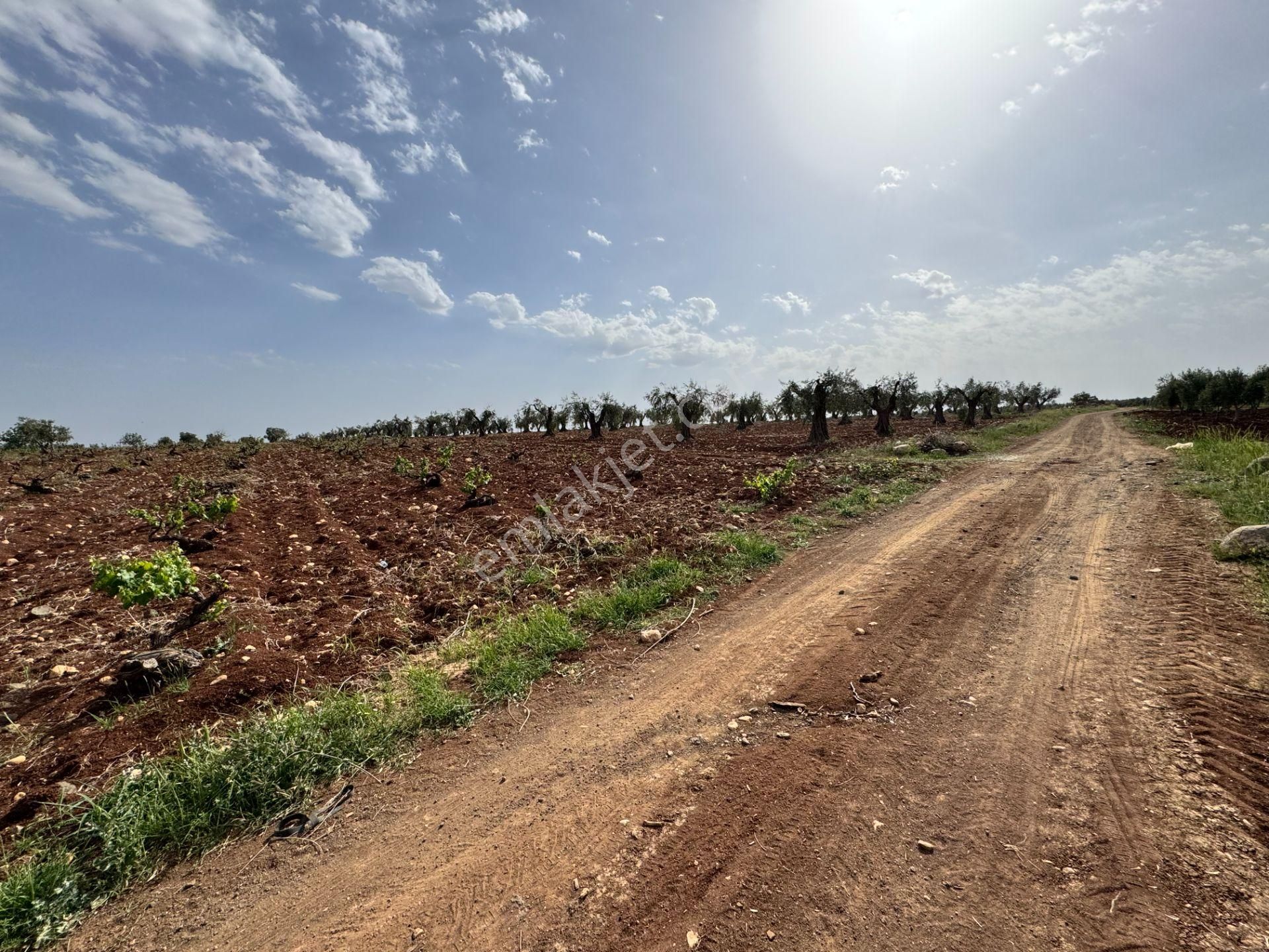 Babil Emlaktan Satlık Oylumda Yol Üzeri Bağ Yeri 5123 Metre - Görsel 3