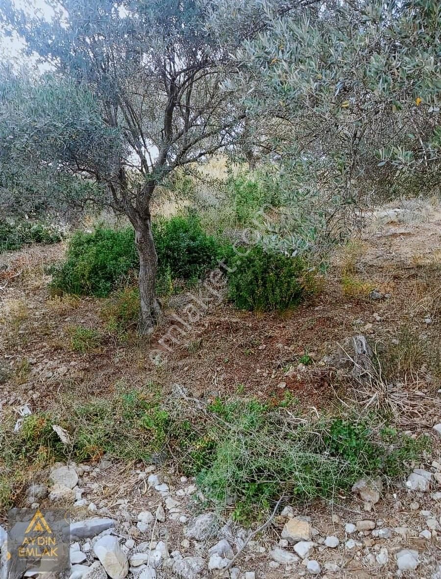 Karadirlik Zeytinlik 3.700.m2//satılık**aydından*