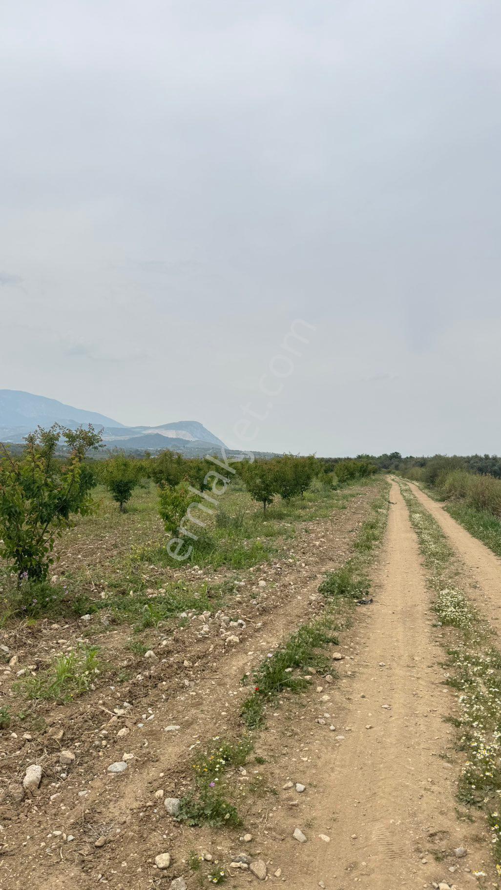 Beyaz Gayrımenkulden Karaoglanlı Mh De 21,600 M2 Kaysı Ve Zeytinlik - Görsel 12