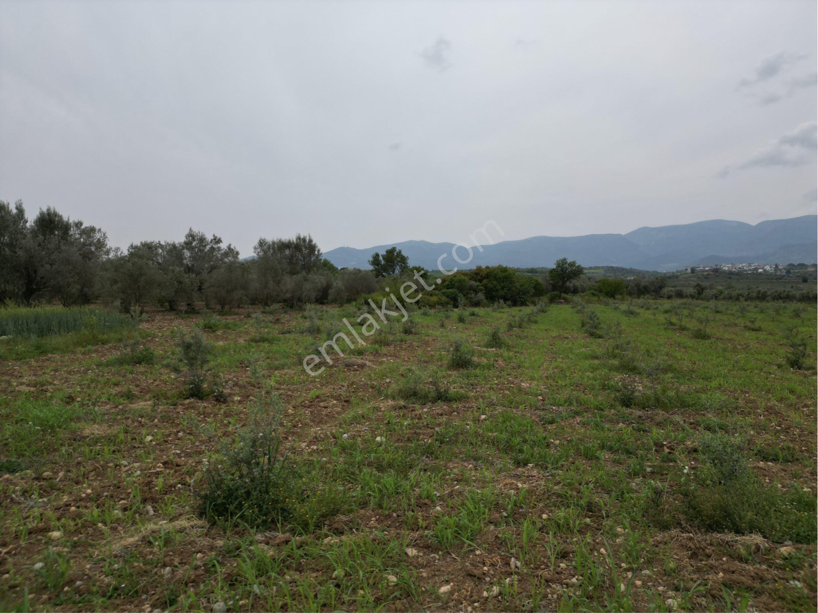 Beyaz Gayrımenkulden Karaoglanlı Mh De 21,600 M2 Kaysı Ve Zeytinlik - Görsel 34