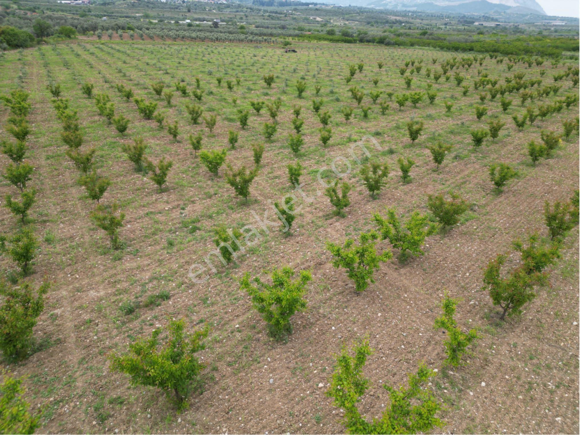 Beyaz Gayrımenkulden Karaoglanlı Mh De 21,600 M2 Kaysı Ve Zeytinlik - Görsel 28