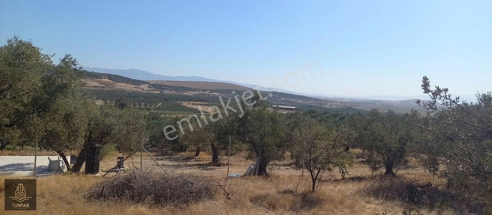 Bergama Sağancıda Kısmen Deniz Manzaralı 600 Ağaclı Zeytinlik - Görsel 6
