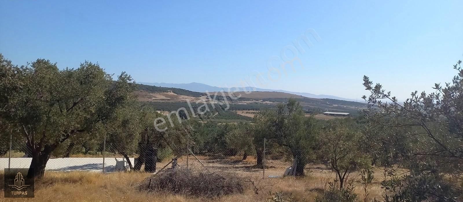 Bergama Sağancıda Kısmen Deniz Manzaralı 600 Ağaclı Zeytinlik - Görsel 8