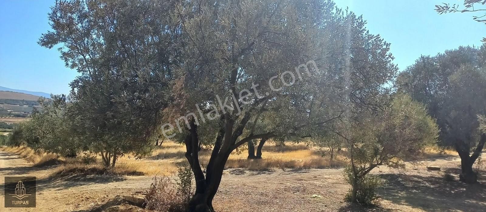 Bergama Sağancıda Kısmen Deniz Manzaralı 600 Ağaclı Zeytinlik - Görsel 4