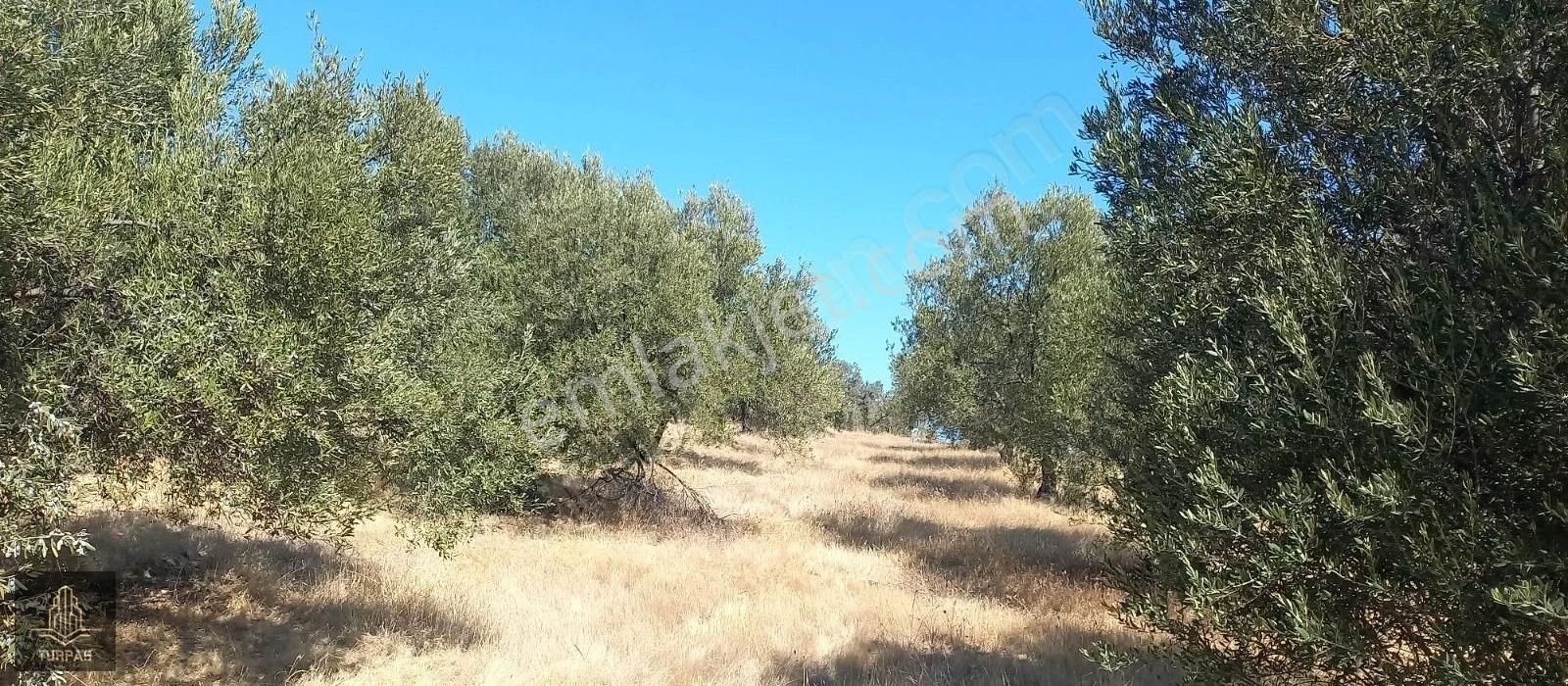 Bergama Sağancıda Kısmen Deniz Manzaralı 600 Ağaclı Zeytinlik - Görsel 15