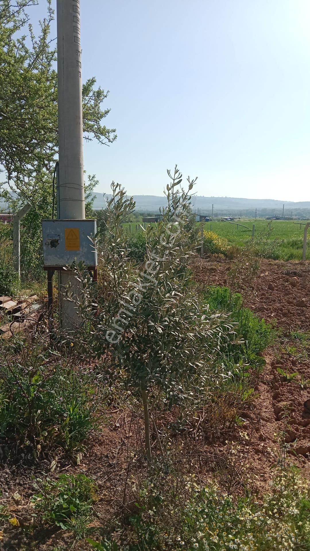 İzmir Menderes Develi De 1720m2 Satılık Bahçe - Görsel 13