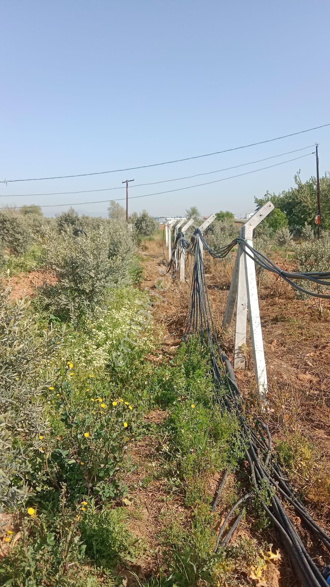 İzmir Menderes Develi De 1720m2 Satılık Bahçe - Görsel 16