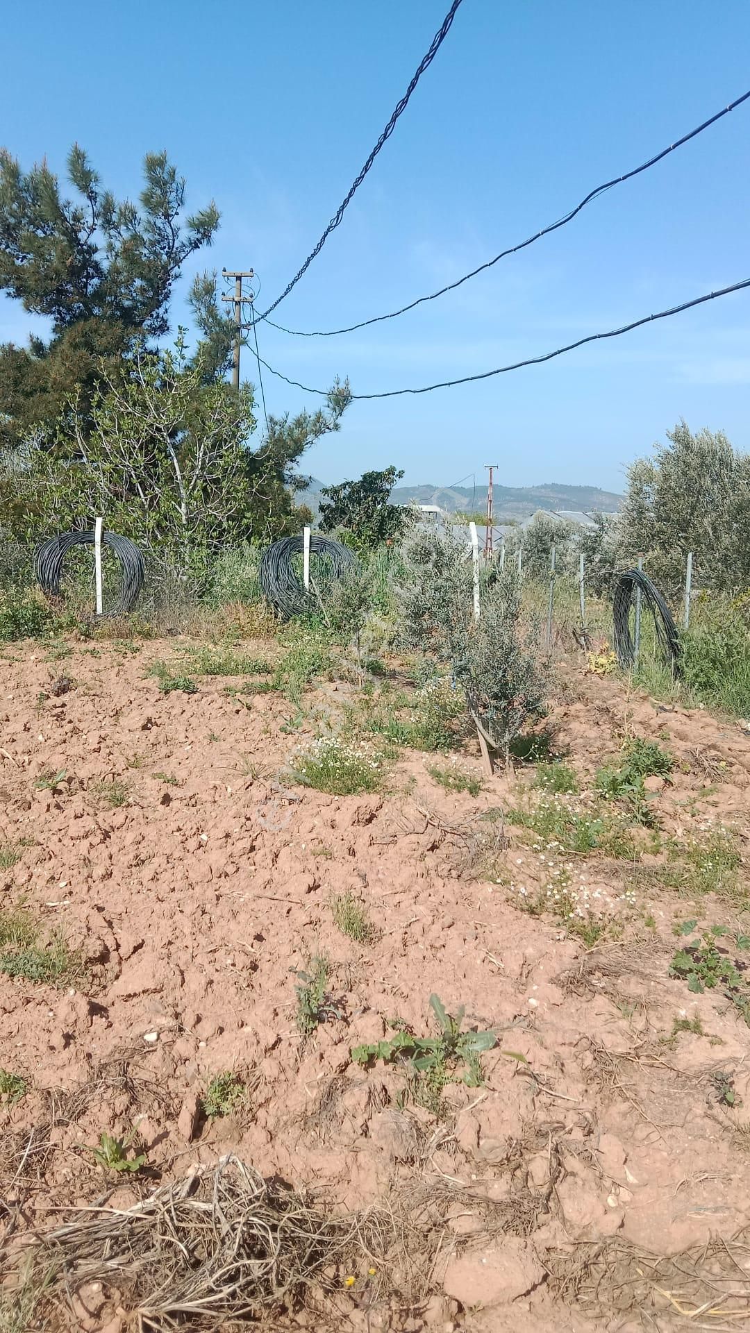 İzmir Menderes Develi De 1720m2 Satılık Bahçe - Görsel 4