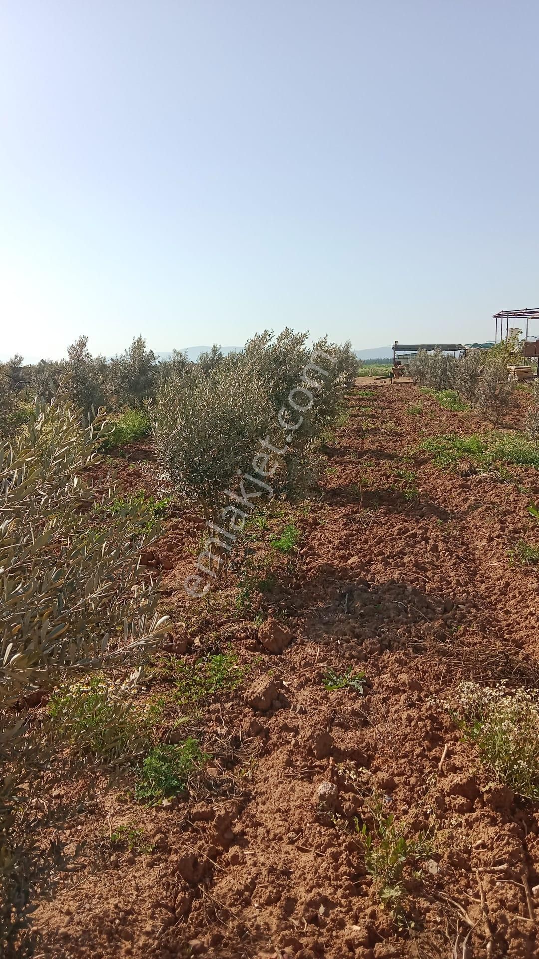 İzmir Menderes Develi De 1720m2 Satılık Bahçe - Görsel 3