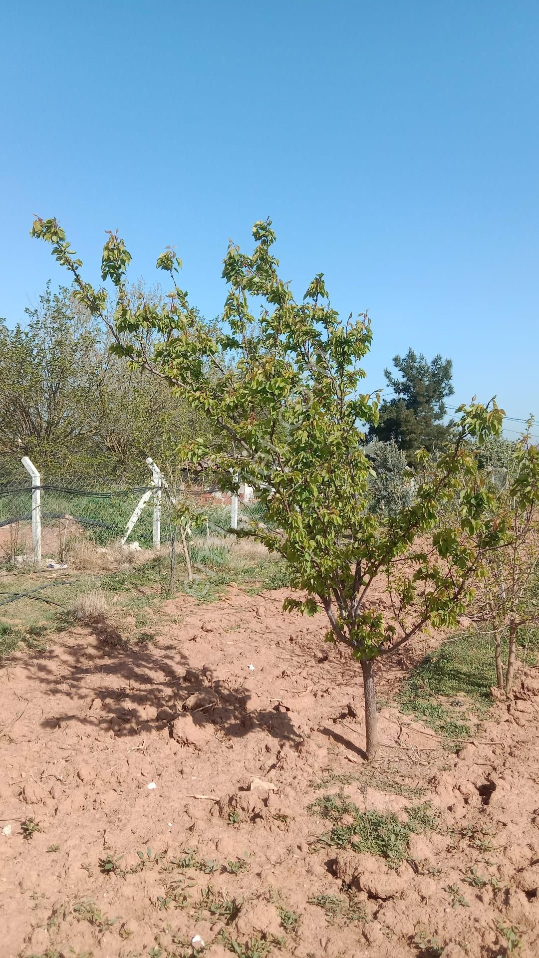 İzmir Menderes Develi De 1720m2 Satılık Bahçe