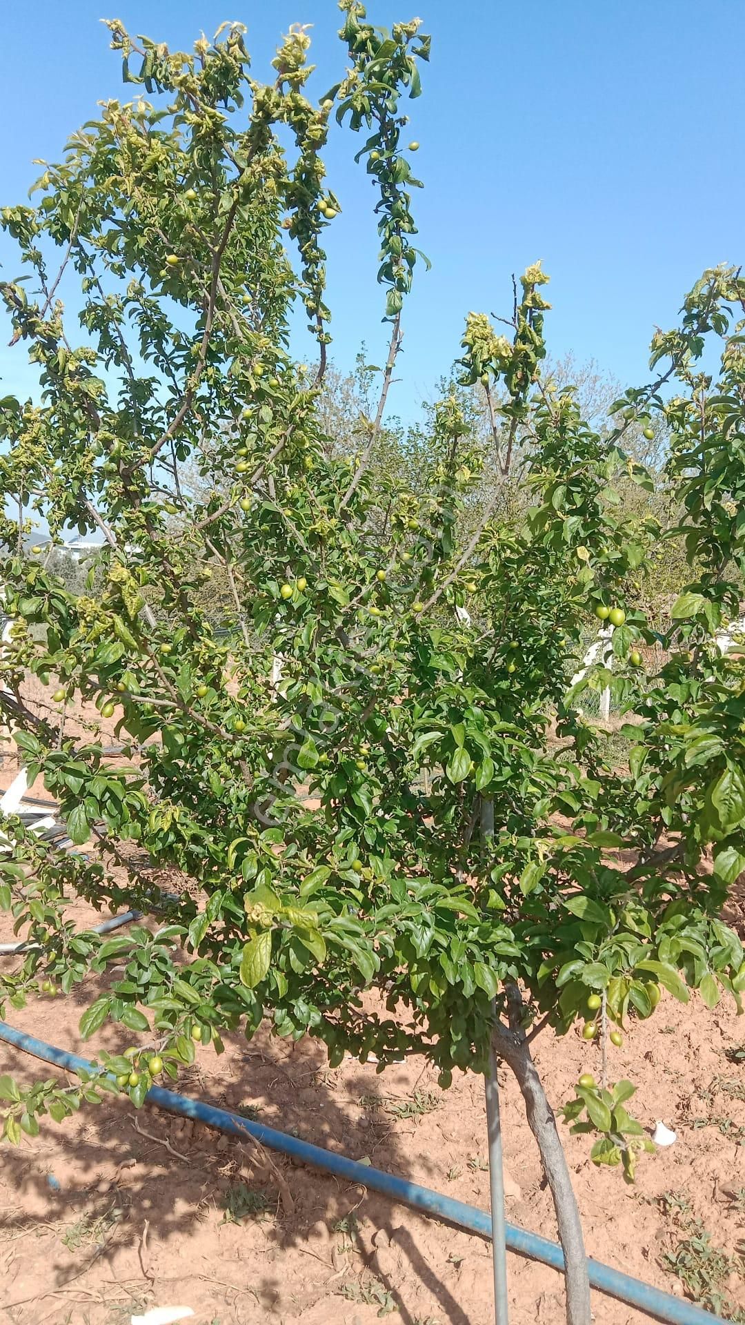 İzmir Menderes Develi De 1720m2 Satılık Bahçe - Görsel 14