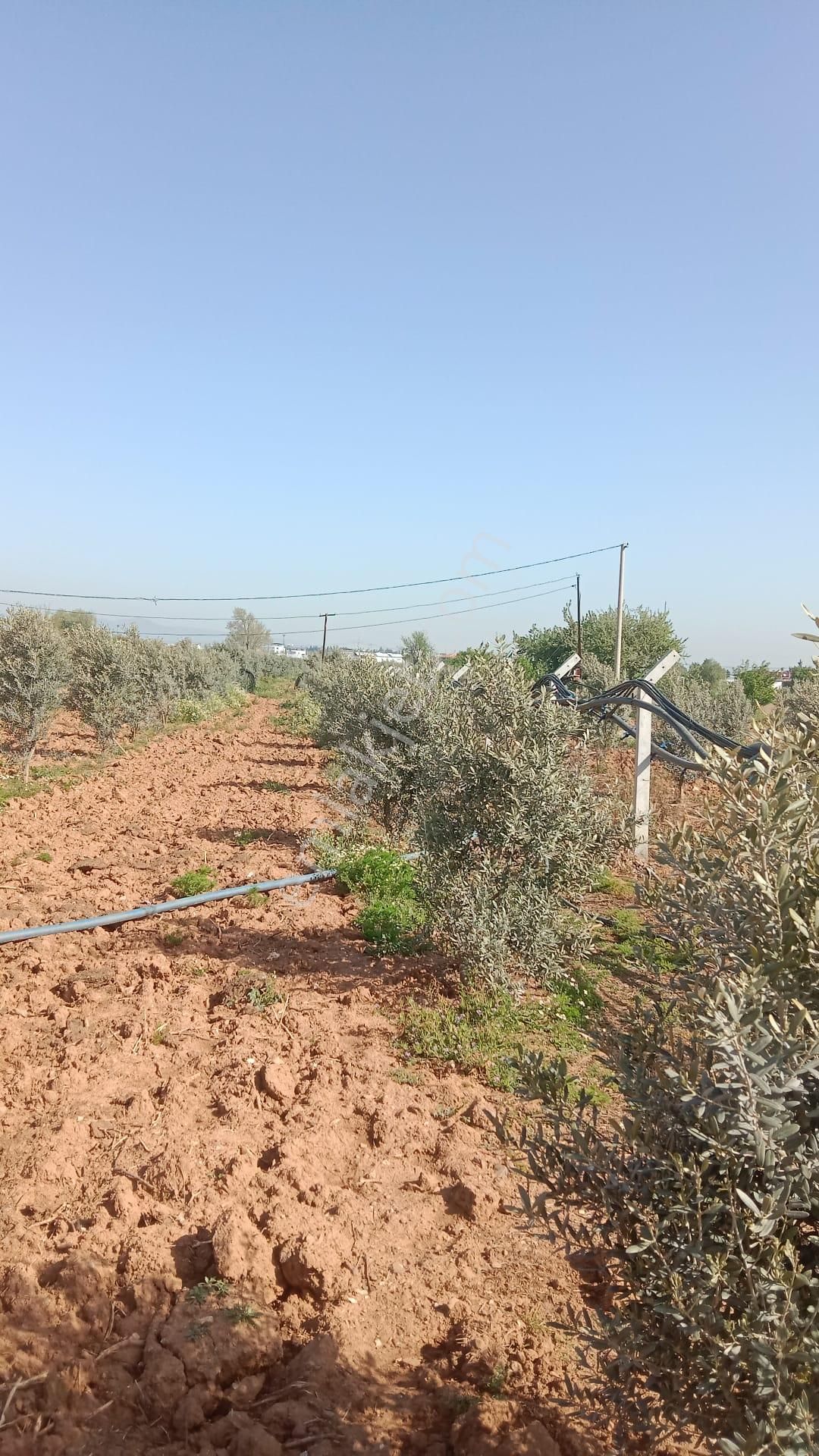 İzmir Menderes Develi De 1720m2 Satılık Bahçe - Görsel 15