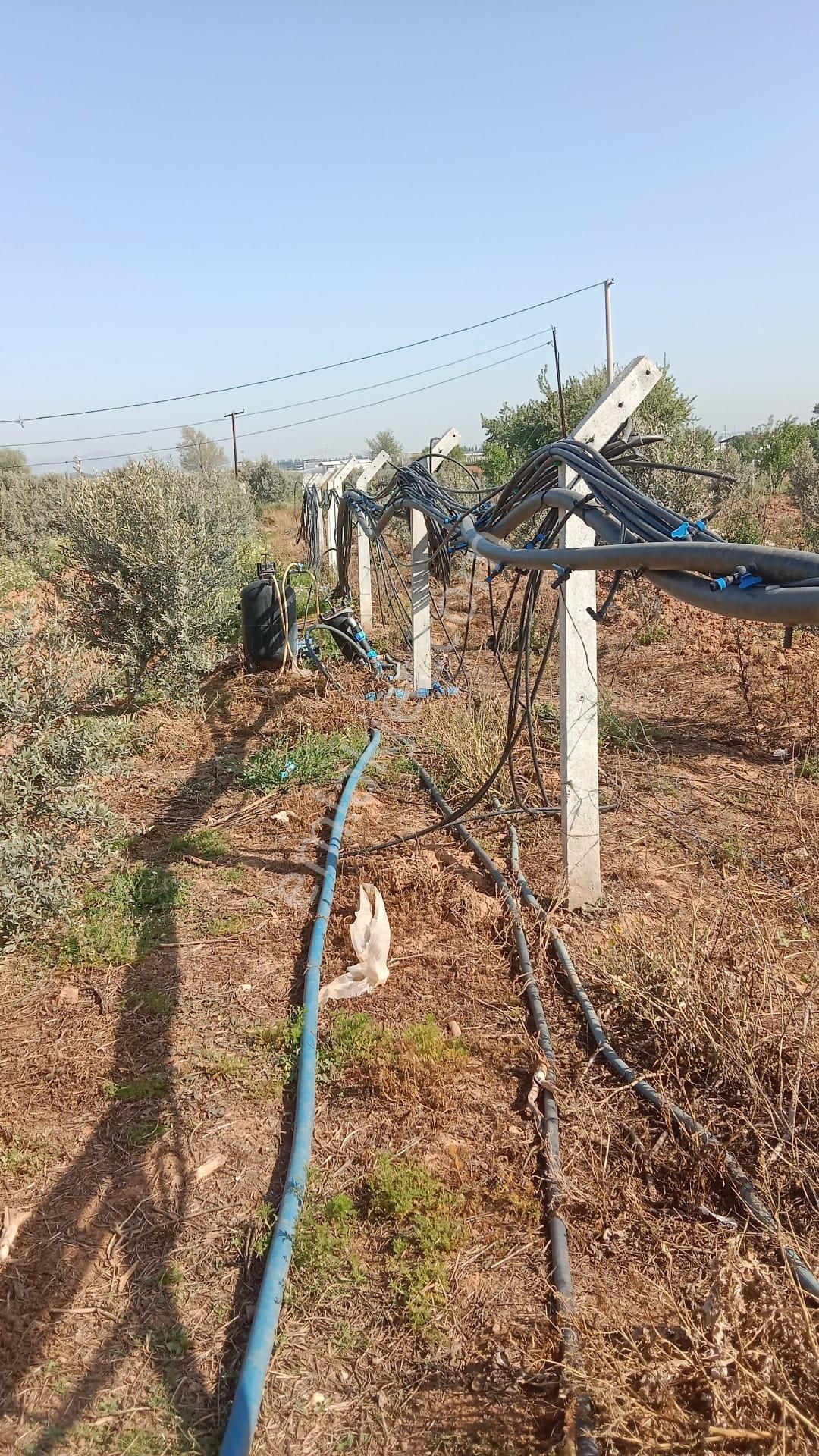 İzmir Menderes Develi De 1720m2 Satılık Bahçe - Görsel 6