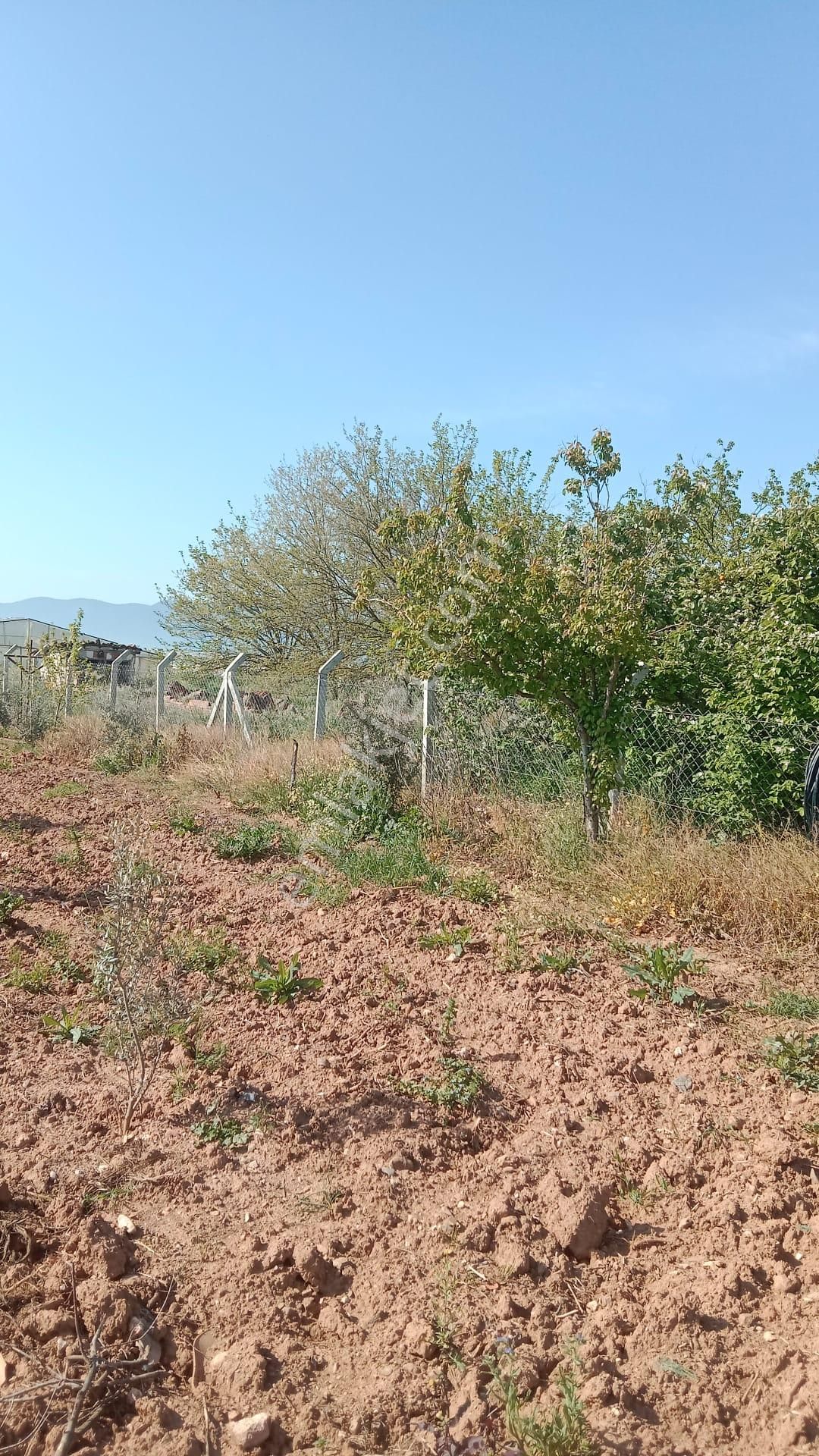 İzmir Menderes Develi De 1720m2 Satılık Bahçe - Görsel 2