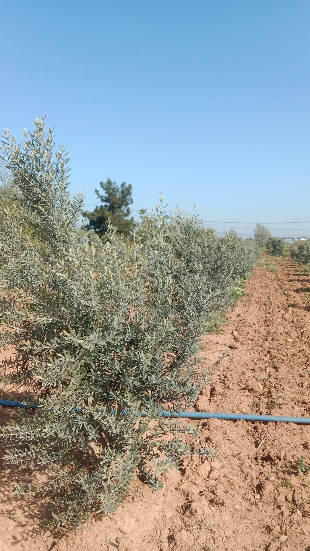 İzmir Menderes Develi De 1720m2 Satılık Bahçe - Görsel 8