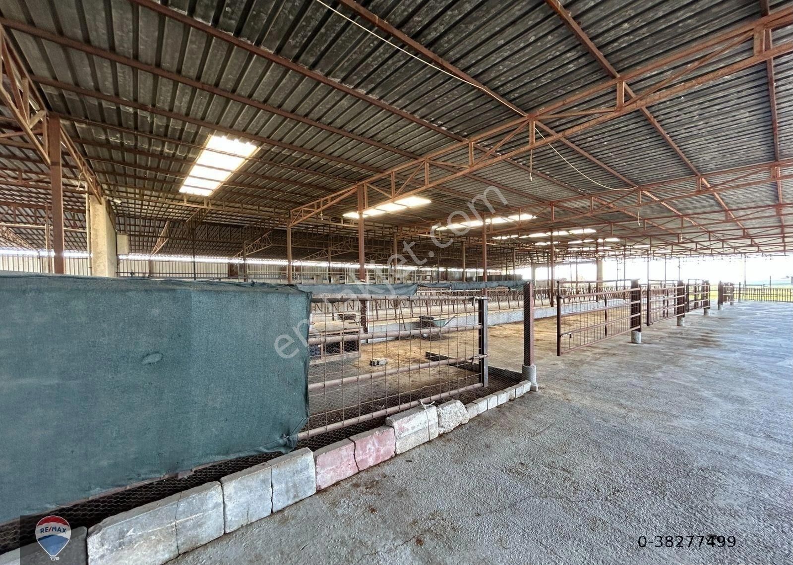 Söke Güllübahçe'de Yatırıma Uygun Tam Donanımlı Ruhsatlı Büyükbaş Hayvan Üretım Çıftlığı - Görsel 20