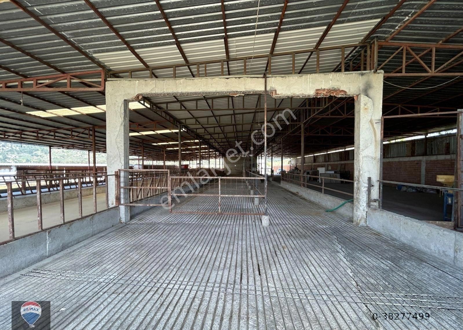 Söke Güllübahçe'de Yatırıma Uygun Tam Donanımlı Ruhsatlı Büyükbaş Hayvan Üretım Çıftlığı - Görsel 6