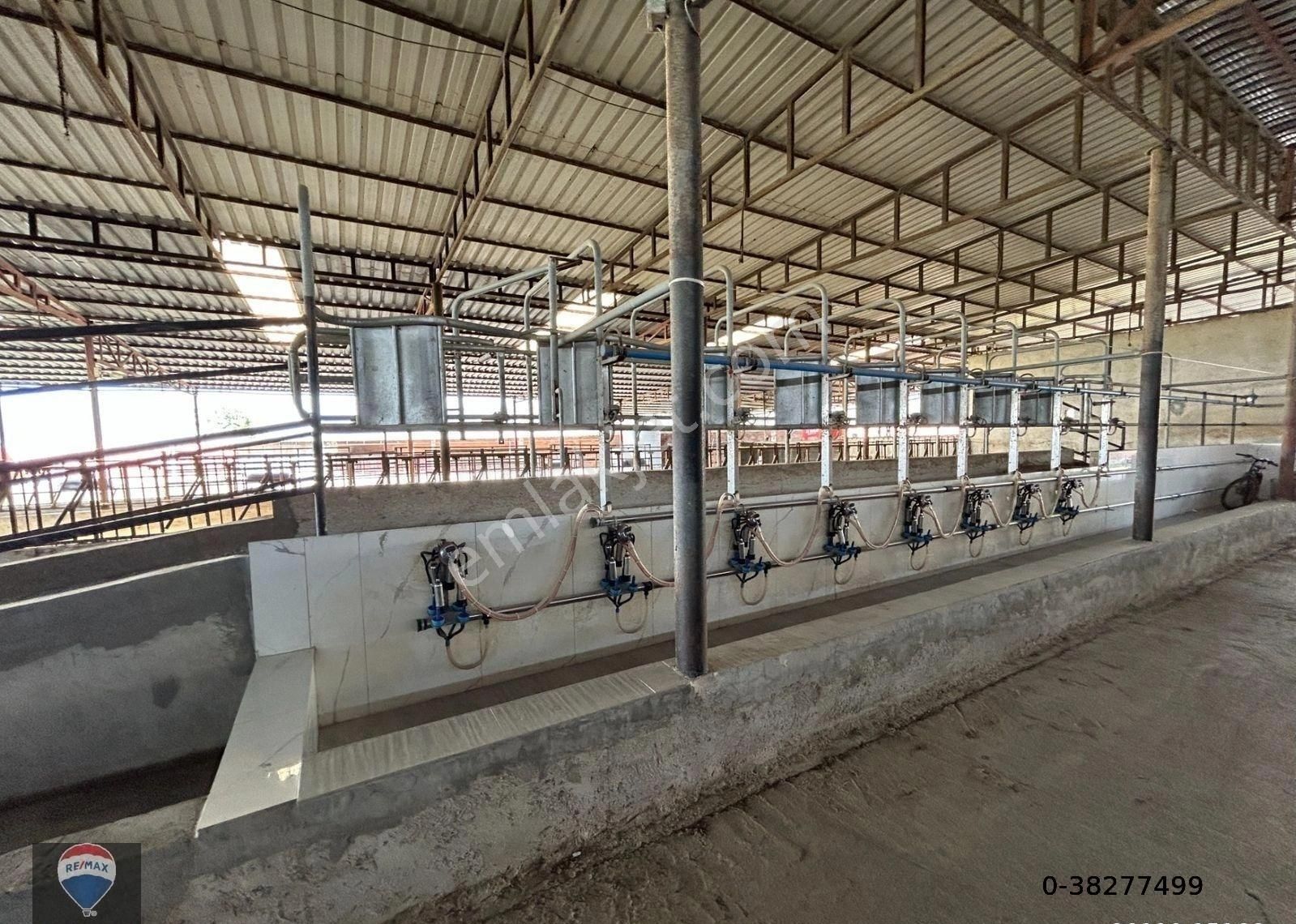 Söke Güllübahçe'de Yatırıma Uygun Tam Donanımlı Ruhsatlı Büyükbaş Hayvan Üretım Çıftlığı - Görsel 4
